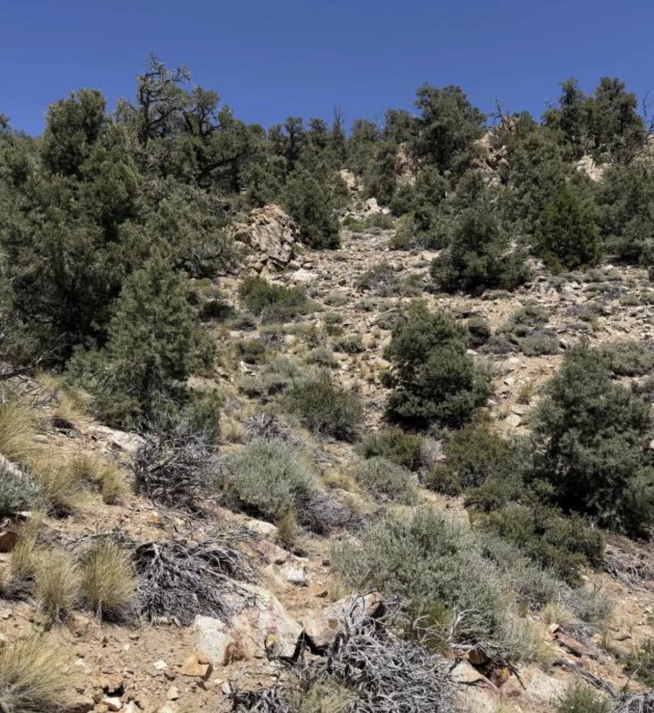 Rocky pinyon-juniper slope across the property.