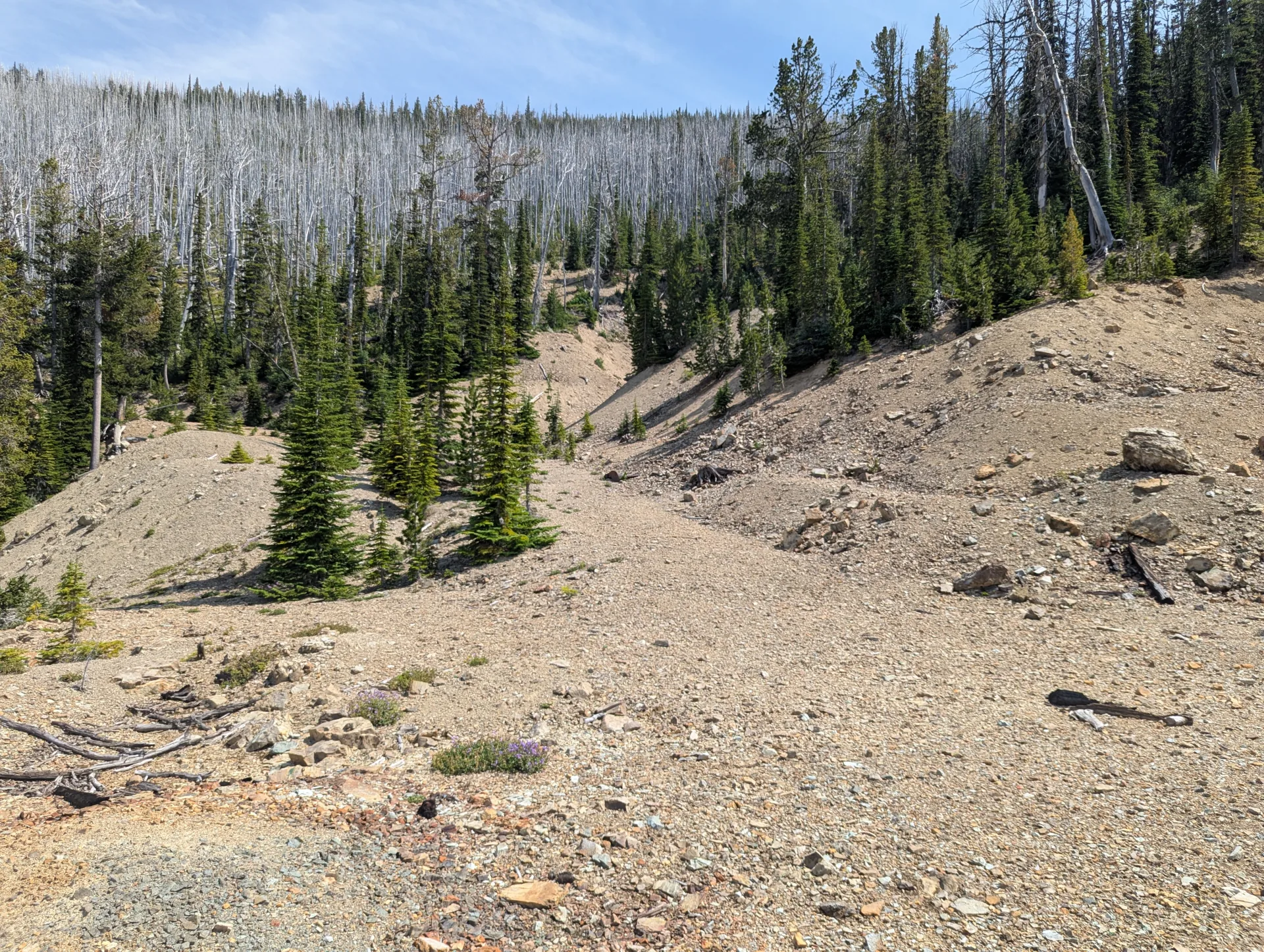 The historic open cut and waste dumps, looking along the worked ground.