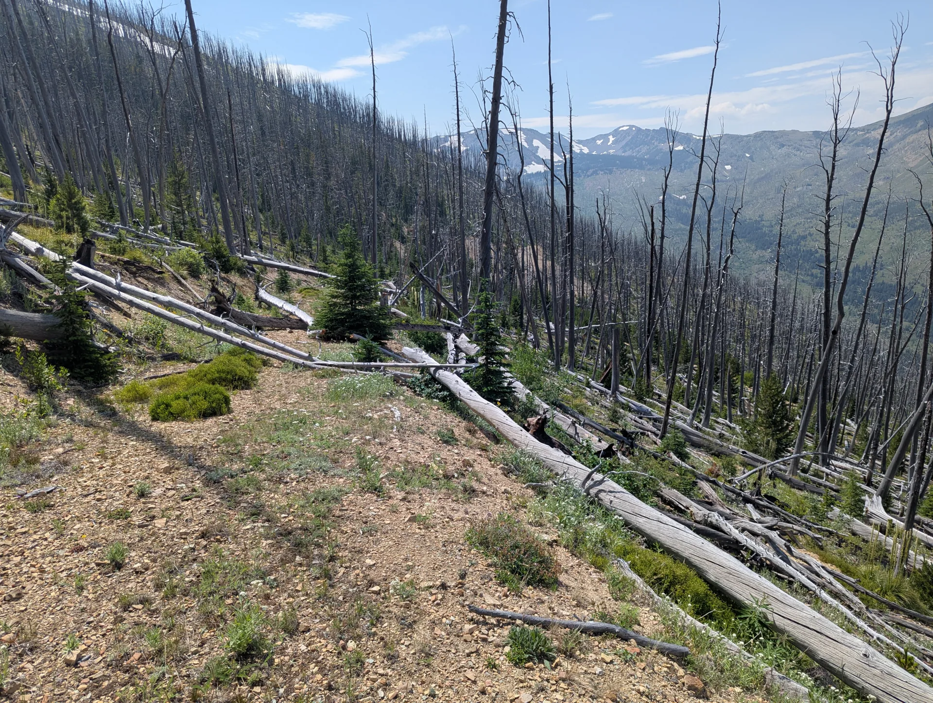 Project ground on the ridge north of Lincoln, Lewis and Clark County, Montana.