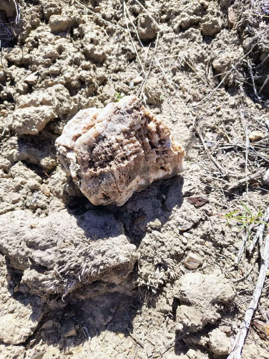 Silicified vuggy quartz rock sample on arid ground