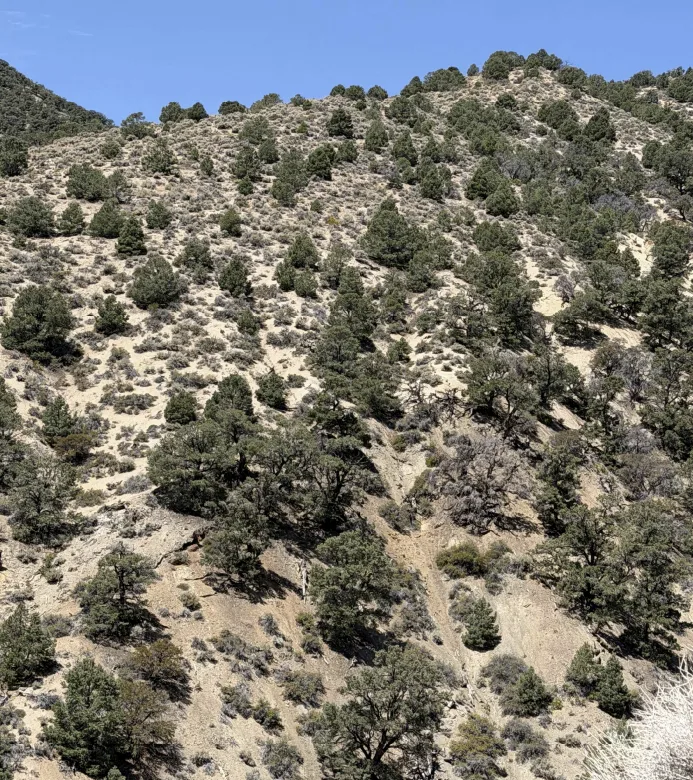 The ridge crest at about 7,600 feet elevation in the Wassuk Range.