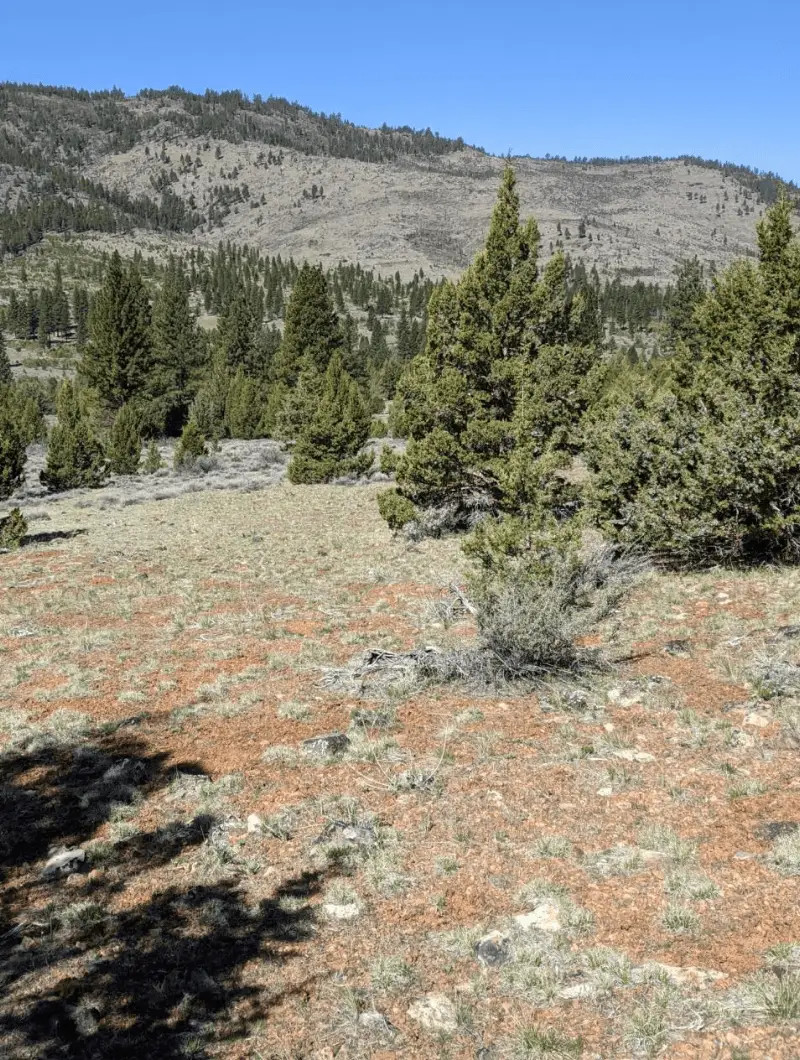 Forested dome-shaped terrain at Golden Dome project site