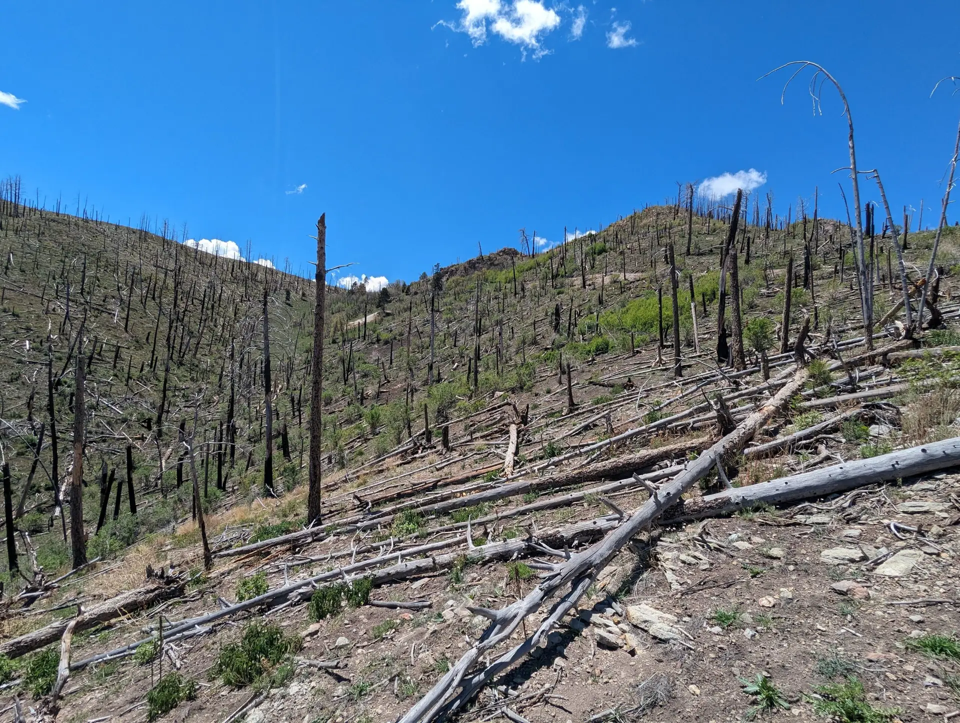 Burn-scarred hillside at Great Western Gold Project