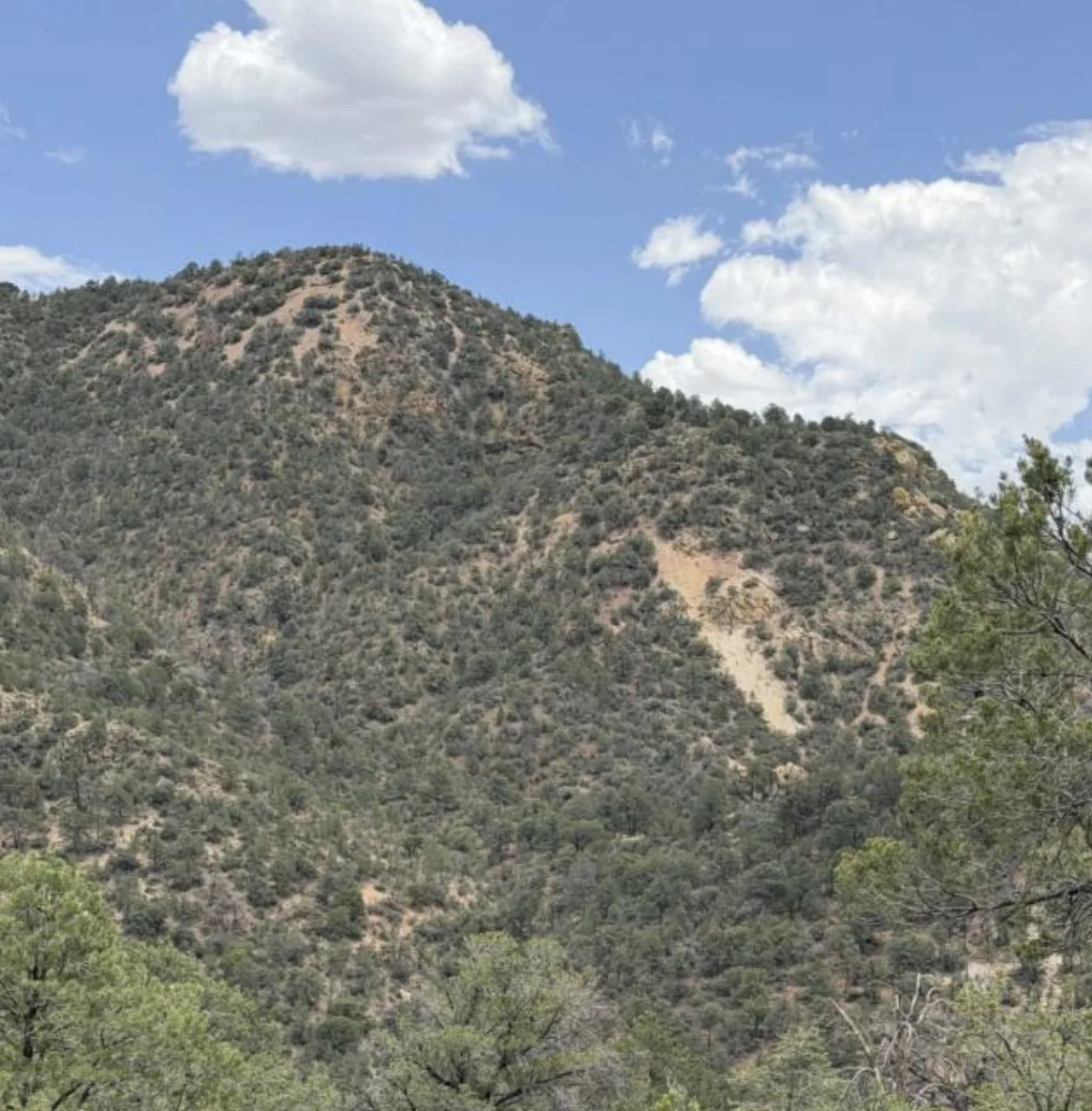 Forested ridge above Little Whitewater Creek canyon at the Huckleberry Spar project.