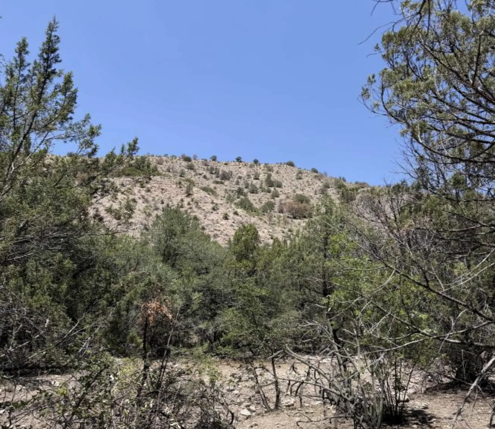Light-toned, sparsely vegetated hillside over the deposit, framed by junipers.