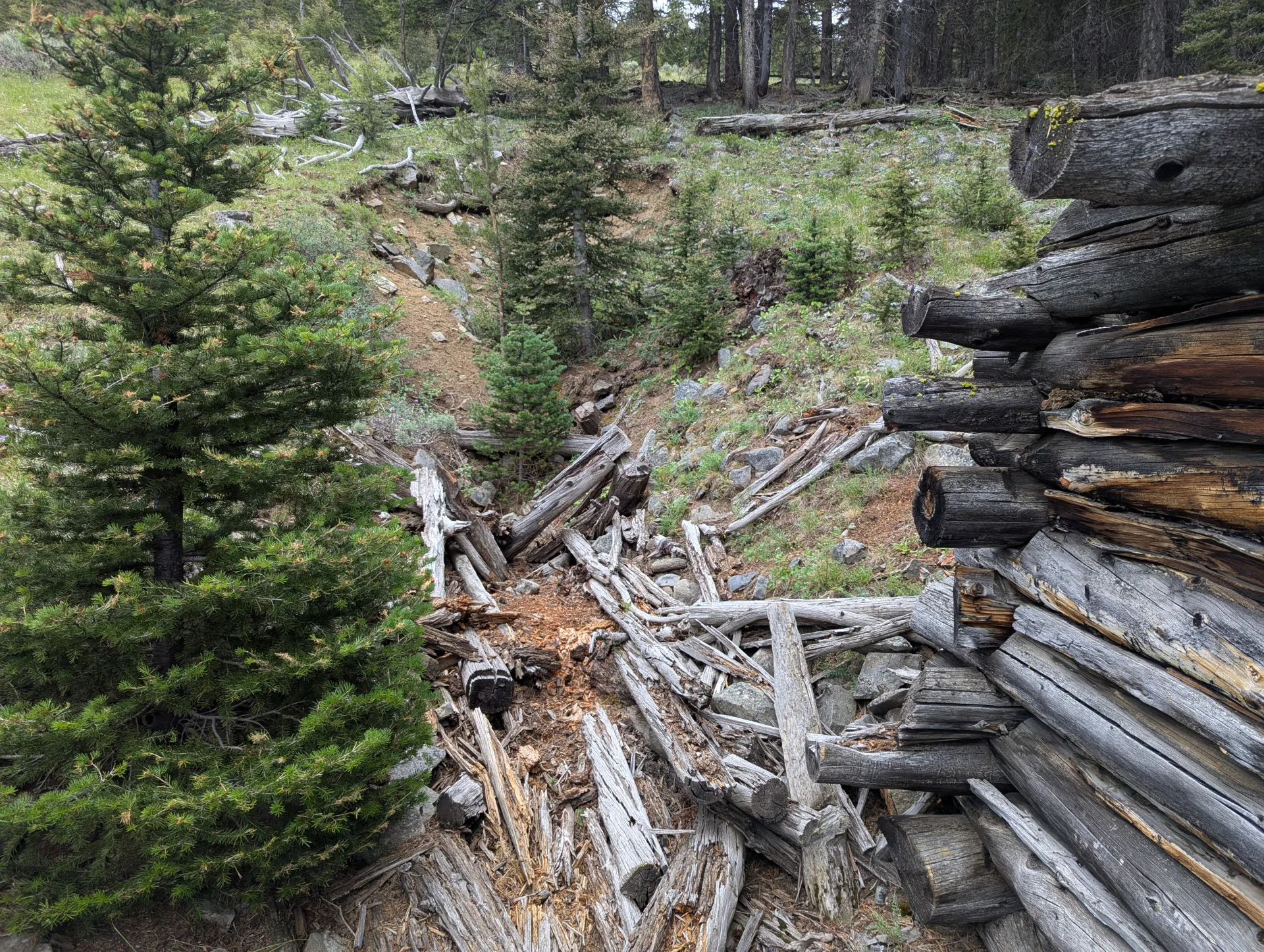 Collapsed cabin at the historic Sims workings.