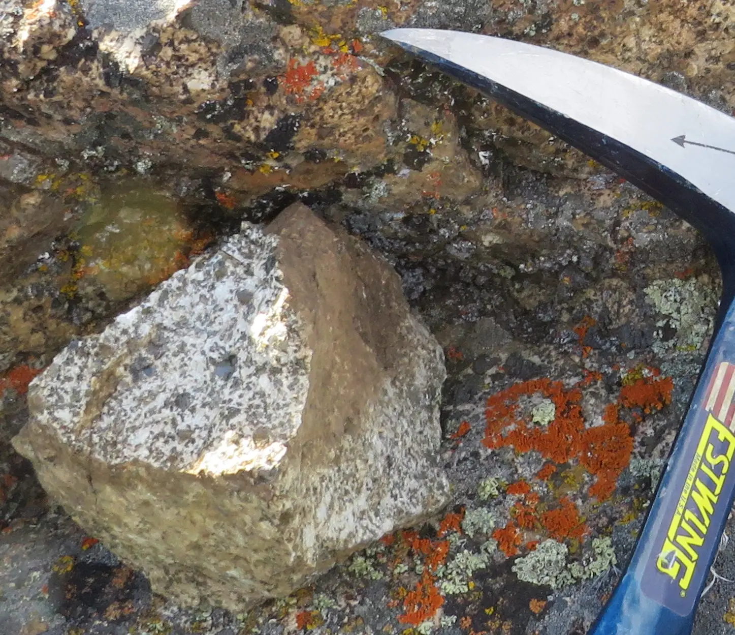 Field rock sample with compass scale on lichen-covered outcrop